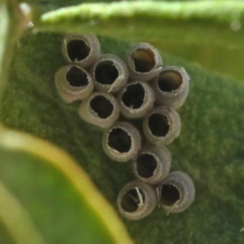 Telenominae